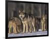 Gray Wolf Pack in Snow-DLILLC-Framed Photographic Print