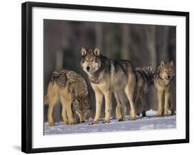 Gray Wolf Pack in Snow-DLILLC-Framed Photographic Print