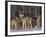 Gray Wolf Pack in Snow-DLILLC-Framed Photographic Print