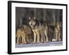 Gray Wolf Pack in Snow-DLILLC-Framed Photographic Print