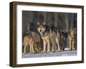 Gray Wolf Pack in Snow-DLILLC-Framed Photographic Print