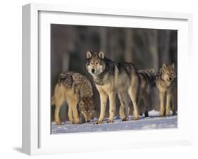 Gray Wolf Pack in Snow-DLILLC-Framed Photographic Print