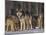 Gray Wolf Pack in Snow-DLILLC-Mounted Photographic Print