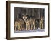 Gray Wolf Pack in Snow-DLILLC-Framed Photographic Print