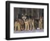 Gray Wolf Pack in Snow-DLILLC-Framed Photographic Print