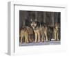 Gray Wolf Pack in Snow-DLILLC-Framed Photographic Print