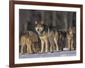 Gray Wolf Pack in Snow-DLILLC-Framed Photographic Print