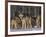 Gray Wolf Pack in Snow-DLILLC-Framed Photographic Print