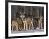 Gray Wolf Pack in Snow-DLILLC-Framed Photographic Print