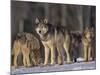 Gray Wolf Pack in Snow-DLILLC-Mounted Photographic Print