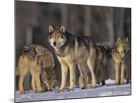 Gray Wolf Pack in Snow-DLILLC-Mounted Photographic Print