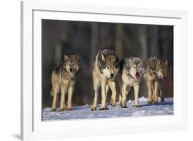 Gray Wolf Pack in Snow-DLILLC-Framed Photographic Print