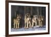 Gray Wolf Pack in Snow-DLILLC-Framed Photographic Print