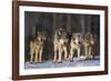 Gray Wolf Pack in Snow-DLILLC-Framed Photographic Print