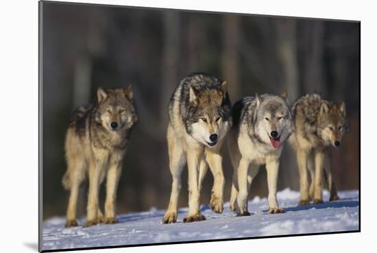 Gray Wolf Pack in Snow-DLILLC-Mounted Photographic Print