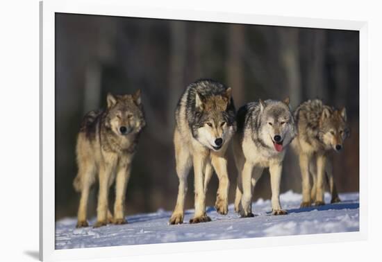 Gray Wolf Pack in Snow-DLILLC-Framed Photographic Print