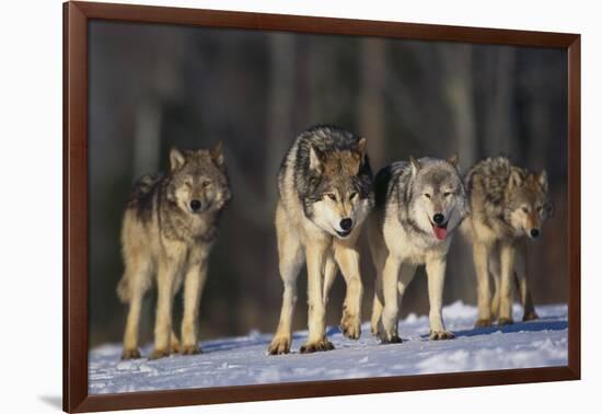 Gray Wolf Pack in Snow-DLILLC-Framed Photographic Print