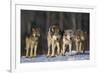 Gray Wolf Pack in Snow-DLILLC-Framed Photographic Print