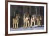 Gray Wolf Pack in Snow-DLILLC-Framed Photographic Print