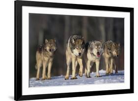 Gray Wolf Pack in Snow-DLILLC-Framed Photographic Print