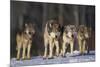 Gray Wolf Pack in Snow-DLILLC-Mounted Photographic Print