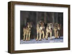 Gray Wolf Pack in Snow-DLILLC-Framed Photographic Print