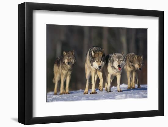 Gray Wolf Pack in Snow-DLILLC-Framed Photographic Print