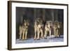 Gray Wolf Pack in Snow-DLILLC-Framed Photographic Print