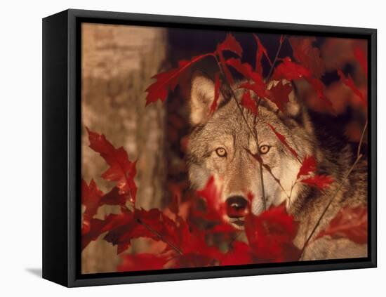 Gray Wolf Peeking Through Leaves-Lynn M^ Stone-Framed Stretched Canvas