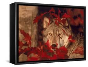 Gray Wolf Peeking Through Leaves-Lynn M^ Stone-Framed Stretched Canvas