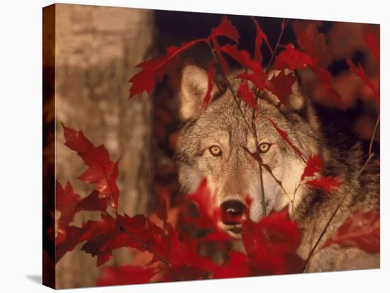 Gray Wolf Peeking Through Leaves-Lynn M^ Stone-Stretched Canvas