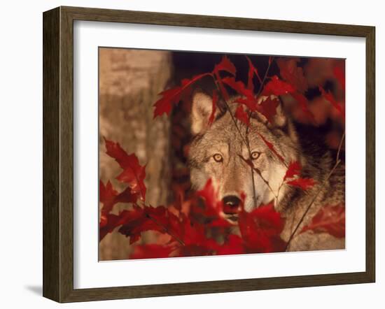 Gray Wolf Peeking Through Leaves-Lynn M^ Stone-Framed Premium Photographic Print