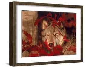 Gray Wolf Peeking Through Leaves-Lynn M^ Stone-Framed Premium Photographic Print