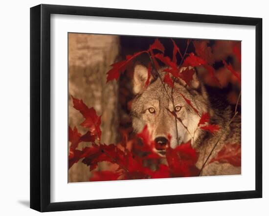 Gray Wolf Peeking Through Leaves-Lynn M^ Stone-Framed Premium Photographic Print