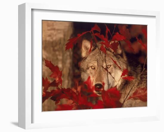 Gray Wolf Peeking Through Leaves-Lynn M^ Stone-Framed Premium Photographic Print