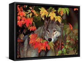 Gray Wolf Peeking Through Leaves-Lynn M^ Stone-Framed Stretched Canvas