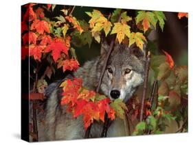 Gray Wolf Peeking Through Leaves-Lynn M^ Stone-Stretched Canvas