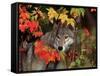 Gray Wolf Peeking Through Leaves-Lynn M^ Stone-Framed Stretched Canvas