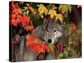 Gray Wolf Peeking Through Leaves-Lynn M^ Stone-Stretched Canvas