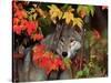 Gray Wolf Peeking Through Leaves-Lynn M^ Stone-Stretched Canvas