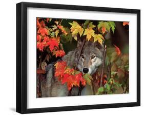 Gray Wolf Peeking Through Leaves-Lynn M^ Stone-Framed Premium Photographic Print