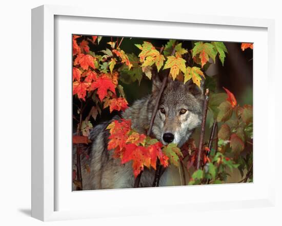 Gray Wolf Peeking Through Leaves-Lynn M^ Stone-Framed Premium Photographic Print