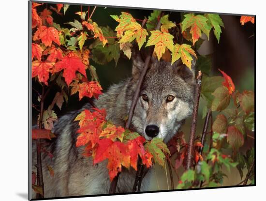 Gray Wolf Peeking Through Leaves-Lynn M^ Stone-Mounted Premium Photographic Print