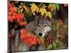 Gray Wolf Peeking Through Leaves-Lynn M^ Stone-Mounted Premium Photographic Print