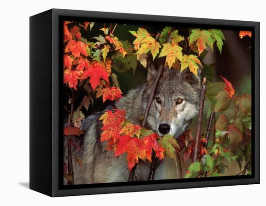 Gray Wolf Peeking Through Leaves-Lynn M^ Stone-Framed Stretched Canvas