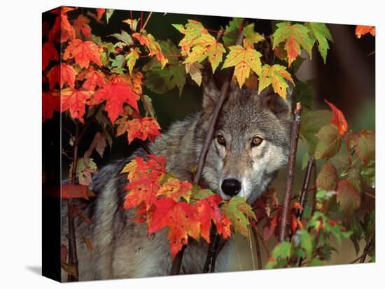 Gray Wolf Peeking Through Leaves-Lynn M^ Stone-Stretched Canvas