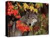 Gray Wolf Peeking Through Leaves-Lynn M^ Stone-Stretched Canvas