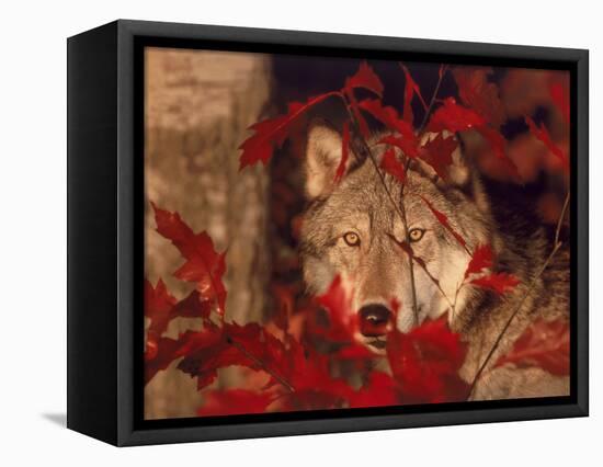 Gray Wolf Peeking Through Leaves-Lynn M^ Stone-Framed Stretched Canvas