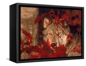 Gray Wolf Peeking Through Leaves-Lynn M^ Stone-Framed Stretched Canvas