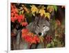 Gray Wolf Peeking Through Leaves-Lynn M^ Stone-Framed Photographic Print